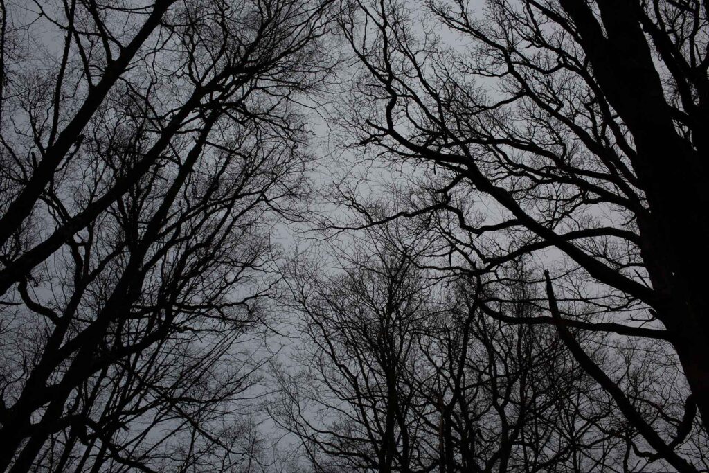 Arbres et ciel gris, forêt de Saint-Michel