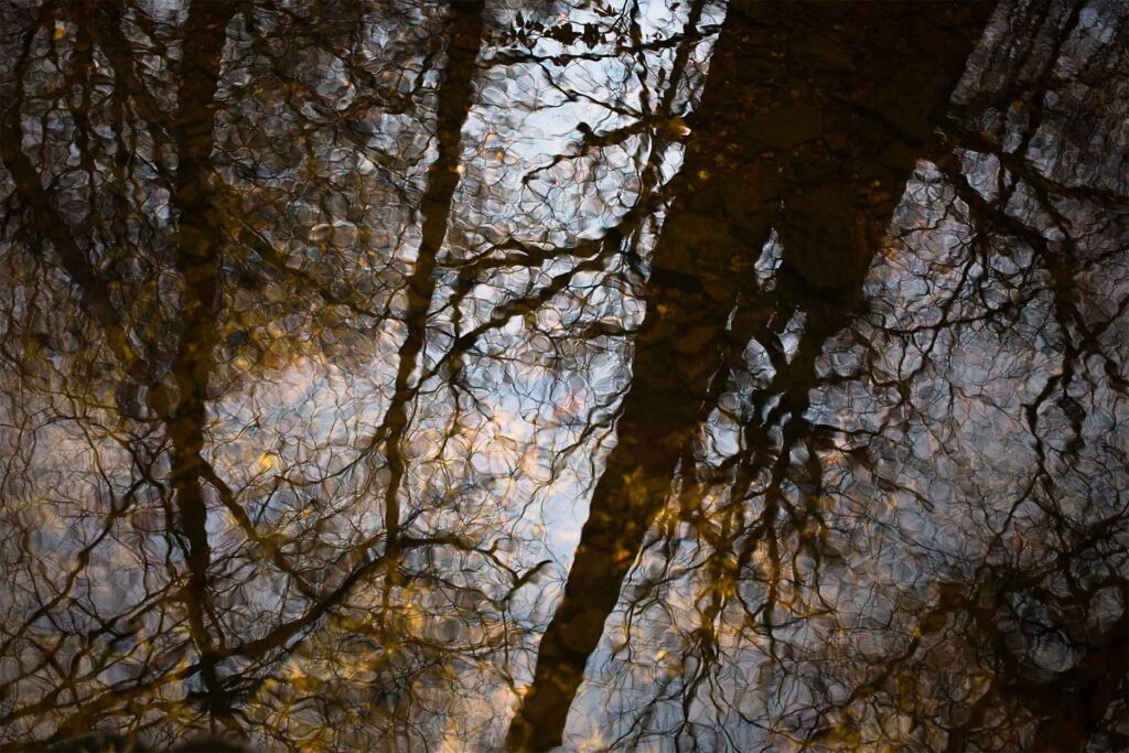 Reflets d'arbres dans un ruisseau, forêt de Saint-Michel
