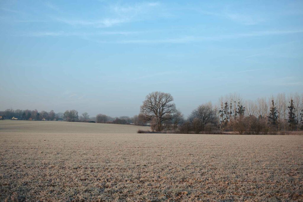 Landscape, field and trees