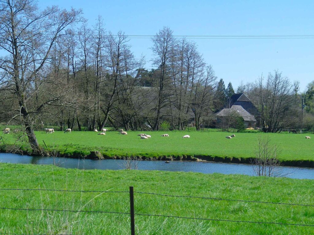 River, meadow with sheep and houses