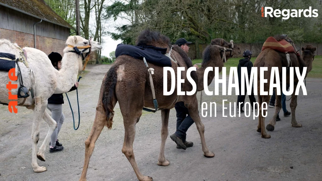 Camels in Thiérache documentary